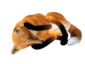 Fox_1