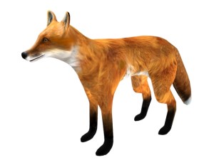 Fox_3