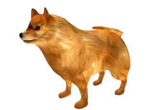 Pomeranian_3