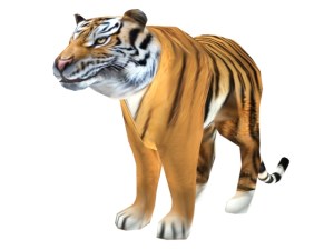 Tiger_1